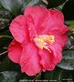 vignette Camlia ' DIAMOND HEAD ' camellia hybride, reticulata