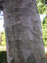 vignette Pinus bungeana - Pin Napolon