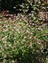 vignette Gillenia trifoliata - Gillenia  3 feuilles