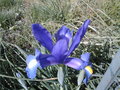 vignette Iris xiphium
