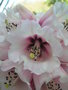 vignette Rhododendron montroseanum
