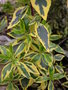 vignette Abelia grandiflora 'Sunrise'