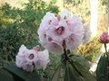 vignette Rhododendron montroseanum
