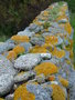 vignette Lichens sur mur en pierres sches