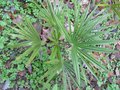 vignette Trachycarpus princeps green (sp. nova)
