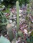 vignette Echinopsis atacamensis ssp. pasacana, Trichocereus spachianus et Trichocereus validus