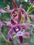 vignette Dendrobium Gouldii x Bobby messina blue
