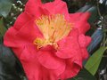 vignette Camellia japonica Grand Prix au 02 01 10