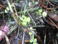 vignette Grevillea gracilis alba au 02 01 10