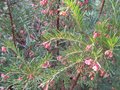 vignette Grevillea rosmarinifolia au 02 01 10