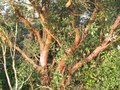 vignette Arbutus andrachnoides au beau tronc au 02 01 10