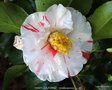 vignette Camlia ' DAINTY ( CALIFORNIA )' camellia japonica