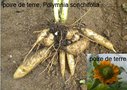 vignette poire de terre, yakon, Polymnia sonchifolia = Polymnia edulis