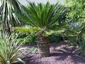 vignette cycas