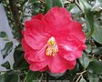 vignette Camlia ' DIAMOND HEAD ' camellia hybride retiiculata