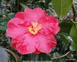 vignette Camlia ' DIAMOND HEAD ' camellia hybride reticulata