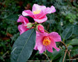 vignette Camlia ' CRIMSON CANDLES ' camellia hybride