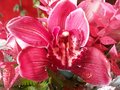 vignette orchide coupe