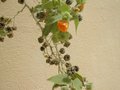 vignette abutilon indicum  fleurs oranges