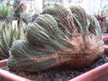 vignette Euphorbia obesa f. cristata