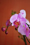 vignette Orchidees - Phalaenopsis comedie