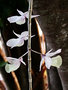 vignette Orchidées - Dendrobium pierardii