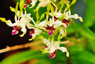 vignette Orchidées - Dendrobium stratiotes