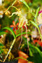 vignette Orchidées - Paphiopedilum Phragmipedium Longifolium