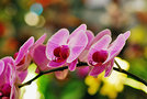 vignette Orchidées - Phalaenopsis comedie