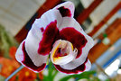 vignette Orchidées  - Phalaenopsis