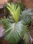 vignette palmier royal