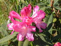 vignette rhodo aux fleurs rose très pâle bordées de rose plus foncé