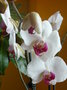 vignette Orchide 6 01 2010 ndc