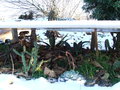 vignette Agave et cactus en hiver