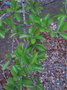 vignette Malpighia punicifolia