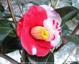 vignette Camélia ' ROBERT LASSON = TSUKY-NO-WA ' camellia japonica