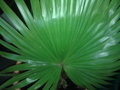 vignette feuille livistona rotundifolia