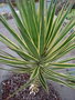 vignette Yucca aloifolia 'Marginata'