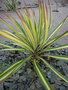 vignette Yucca aloifolia 'Medio-Variegata'