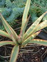 vignette Yucca gloriosa 'Bright Star' (='Wallbristar)