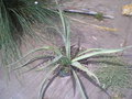 vignette Yucca baccata