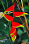 vignette Heliconiaceae - Balisier - Heliconia rostrata