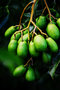vignette Anacardiaceae - Prune de Cythre - Spondias cytherea