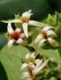 vignette Anacardiaceae - Pommier de Cajou - Anacardium occidentale