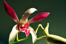vignette Orchidées