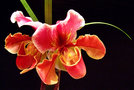 vignette Orchidées - Paphiopedilum