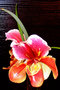 vignette Orchidées - Paphiopedilum