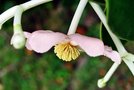 vignette Clusiaceae - Takamaka