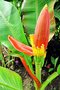 vignette Musaceae - Banane - Musa laterita