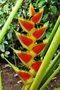 vignette Heliconiaceae - Balisier - Heliconia wagneriana